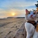 몽산포해넘이 이미지