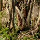 곶자왈거문오름 이미지