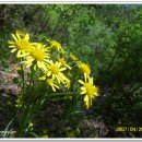 들꽃농장 이미지