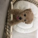 웰니스동물병원(고잔점) 이미지