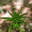 산제 Daum카페