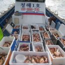 완도17호 이미지