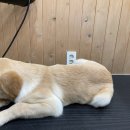 도그워시 이미지