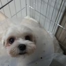 24시배곧스마트동물의료센터 이미지