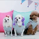 펫더제인 - 용인시 기흥구 구성로279번길 2 | 펫더제인