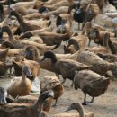 오케이농장 이미지