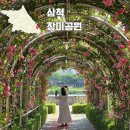 삼척 가볼만한곳 천만 송이 장미공원 축제 끝난 후 방문