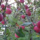 하늘농장3 이미지