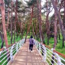 장풍숲위 이미지