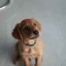 일산시티 동물의료센터 이미지