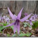 내서읍135 이미지