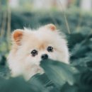 방주동물의료센터 이미지