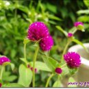 산천초목 이미지