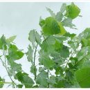포플러(poplar) 이미지