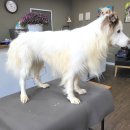 올 도그 그루밍(All DOG GROOMING) 이미지