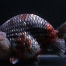 다루아쿠아 이미지