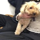 쌍방울애견 이미지