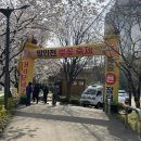 발안천 | 발안천 벚꽃축제 먹거리 놀거리 야시장 축제정보