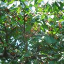 해오름길 이미지