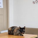 먹느라 정신 못차린 이주간의 일기