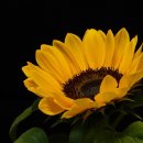 진희로-1 이미지