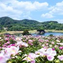 5월 21일(목) '꽃의 여왕' 작약 보러 전주·임실로 함께 떠나요! 이미지