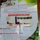 땅끝아로니아