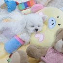 내품안의반려견 노원점 이미지