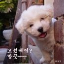 모