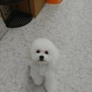 아이러브 애견 이미지