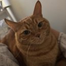 WOWWOW | 1 1 월 일 상 - 1