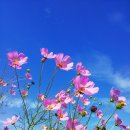 코스모스 이미지