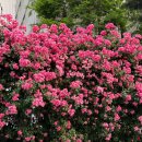 세븐일레븐 마포동교로점 이미지