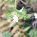 꽃집민박 이미지