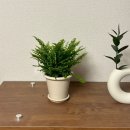 낄낄고양이 | 🪴보스턴고사리 • 쪼렙 식집사에겐 조금은 버거운.. 고양이에게 안전한 식물🐈