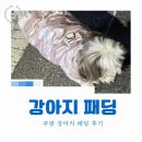 코코펫 | 강아지 패딩 추천 , 수퍼펫 망토 vs 코코스튜디오 리본 패딩 비교 후기