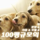 까미애견샵 이미지