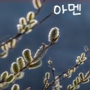 어제는 목련나무 봉우리 이미지