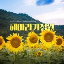 ▶9월7일(일)교동도 난정 해바라기 정원 축제로 힐링하러 드라이브가요 이미지