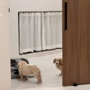 여수스테이멍오션뷰애견동반수영 | [애견 동반 여행 추천] 여수 오션뷰 감성 독채 풀빌라 스테이사선 힐링 후기