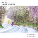 벚꽃길13 티스토리