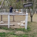 유람유치원 | 쑤저우 숨은 명소_진지호 '복숭아섬(도화섬)' 金鸡湖桃花岛 봄 나들이 추천