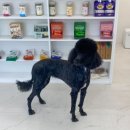 이로운 펫살롱 이미지