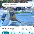 (주)남부현대차서비스 | [서호주]_서호주 남부여행 7박 8일 일정 및 코스 로트네스트섬 쿼카섬 후기 #2일차