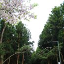 제주도 절물자연휴양림의 봄풍경(1) 이미지