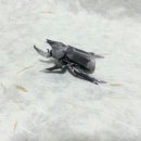 종이접기A 이미지