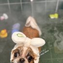 아꼬아 이미지