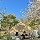 농어바위캠핑장 | 인천벚꽃캠핑장 영흥도캠핑장 농어바위캠핑장 벚꽃캠핑🌸