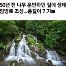 6월 28일(금) “원시림 바위 숲길을 걷는다”…강원 정선 ‘항골 숨바우길’ 이미지