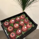 달푸르츠 이미지